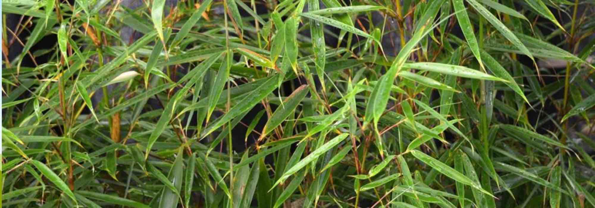 The best shrubs to capture CO₂