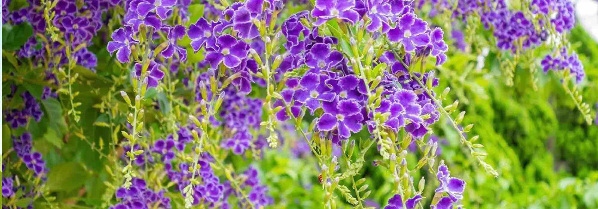 Our top 7 exotic shrubs flowering in spring