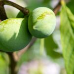 Choosing a persimmon tree: our buying guide