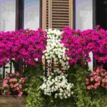 Design and plant a balcony on a budget — it is possible!