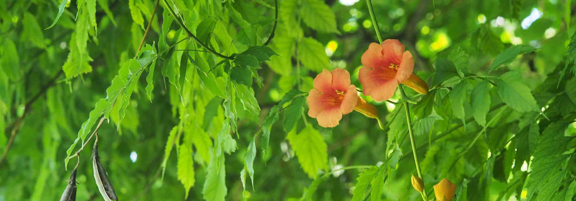 Why isn’t my bignonia flowering?