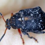 Bean weevil: what is it? How to get rid of it?