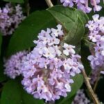 Botanical butterfly trees: bushes to discover!