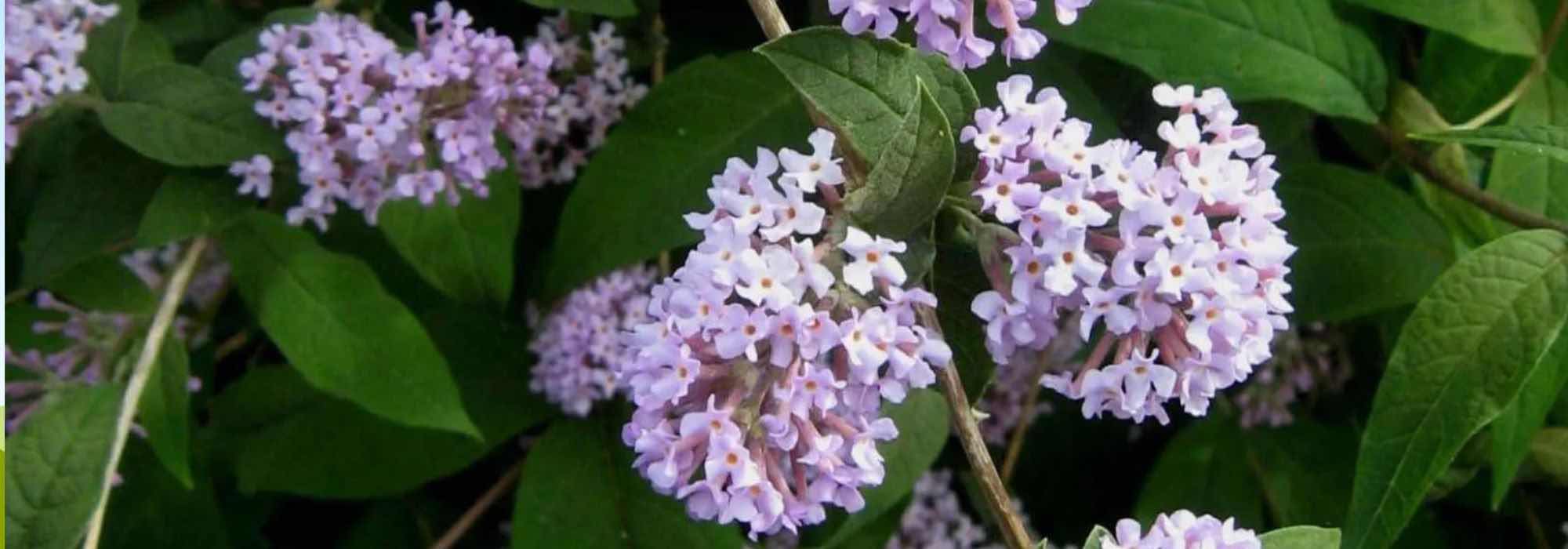 Botanical butterfly trees: bushes to discover!