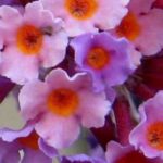 7 evergreen butterfly trees