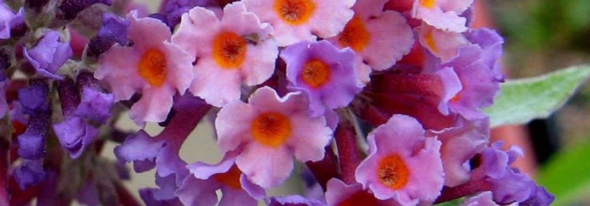 7 evergreen butterfly trees