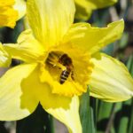 Spring bulbs: pollinators love them!