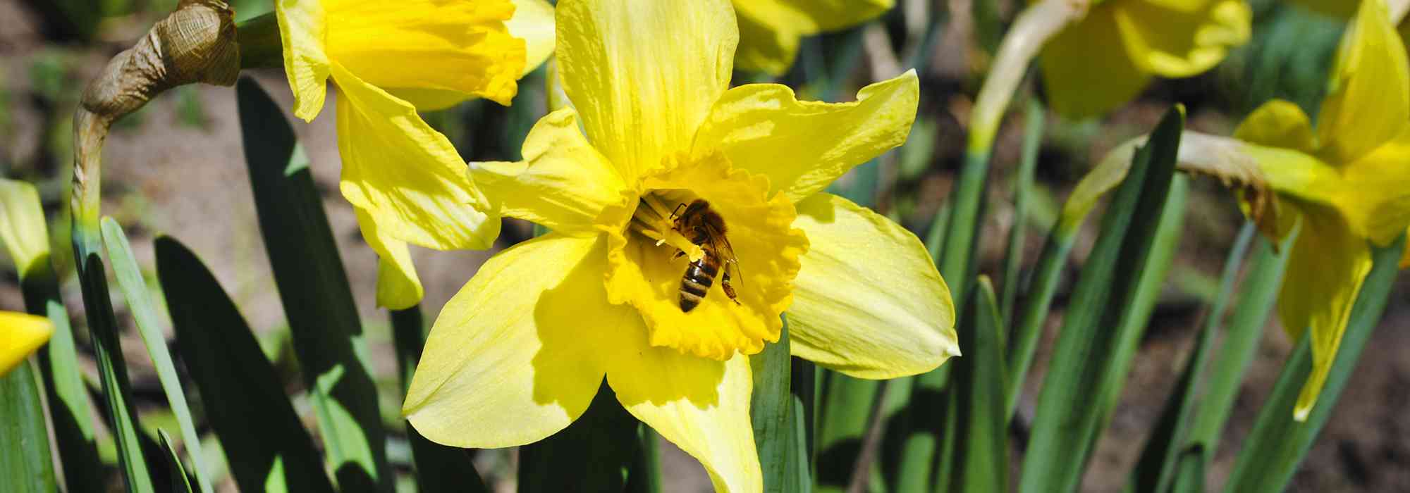Spring bulbs: pollinators love them!
