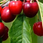 Why isn't my cherry tree bearing fruit?