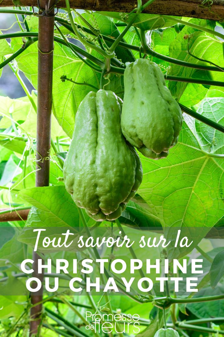chayote chayote