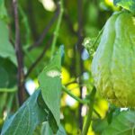 The chayote or chou chou: planting, care and harvest