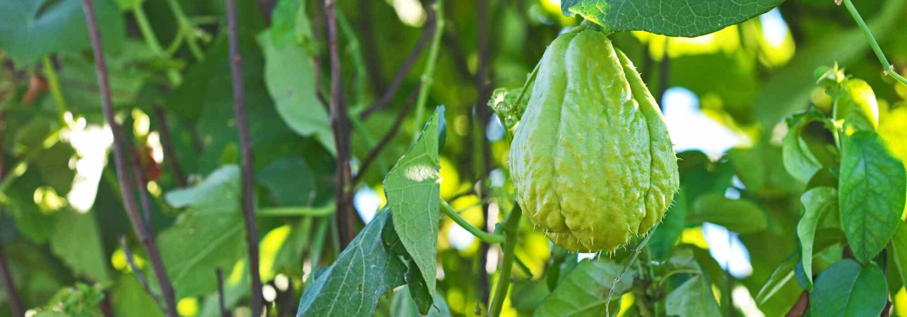 The chayote or chou chou: planting, care and harvest