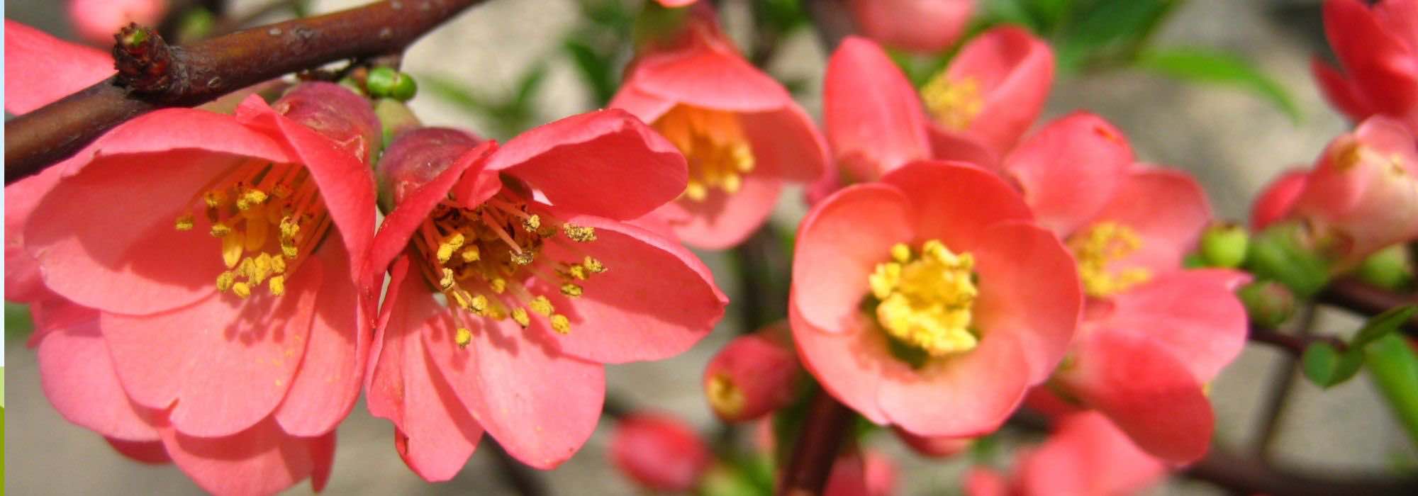 How to choose a Japanese quince?
