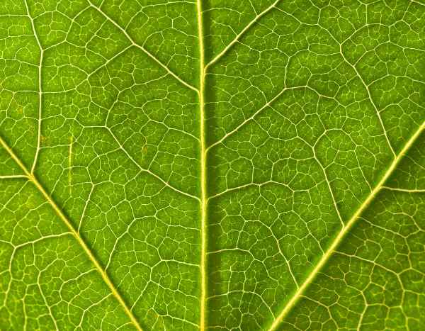 The vital role of sap, the true "blood of plants
