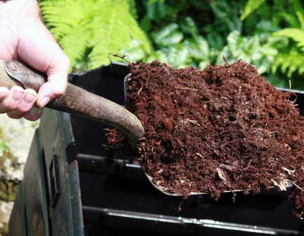 Compost: where and how best to use it in the garden?