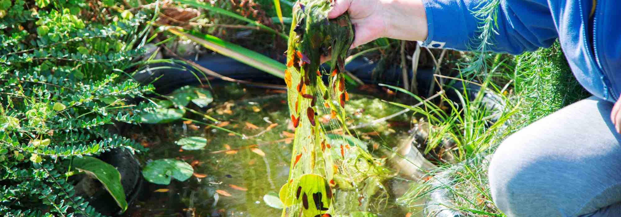 Maintaining a garden pond through the seasons