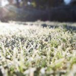 How to care for your lawn in winter?