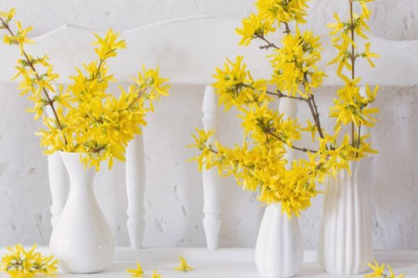 How to force Forsyhtia branches for bright and colourful bouquets?