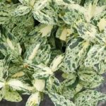 Discover 7 variegated spindles with exceptional foliage