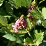 How to use tuberous glycine - Apios americana in cooking?