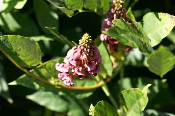 How to use tuberous glycine - <em>Apios americana</em> in cooking?