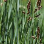 7 ornamental grasses to plant by the bank of water features