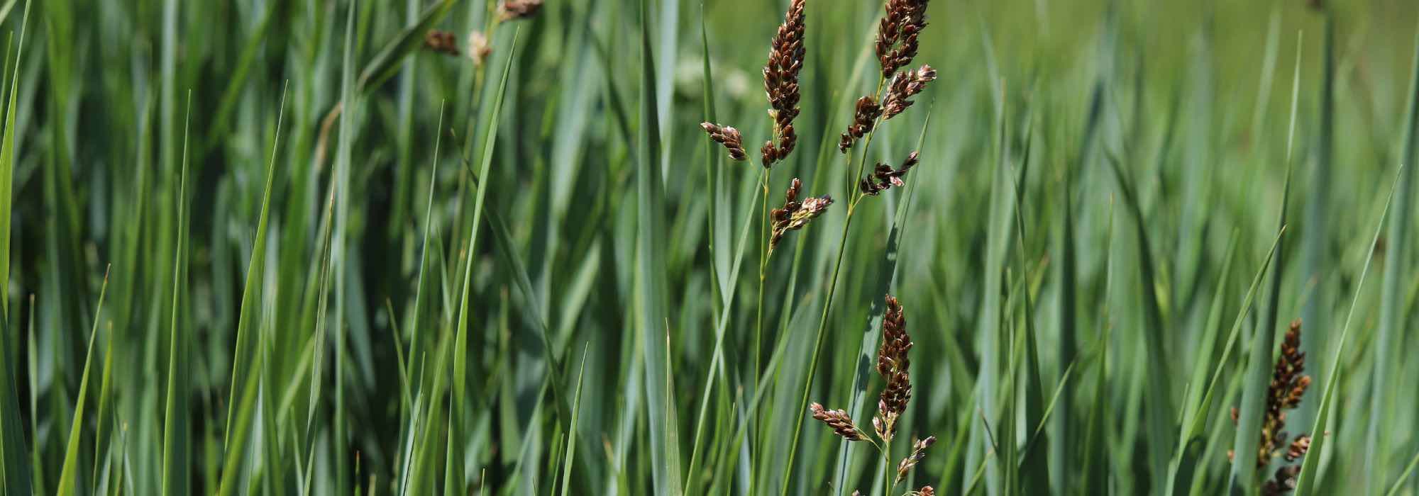 7 ornamental grasses to plant by the water's edge.