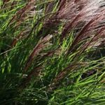 Ornamental grasses and roses: a winning combination