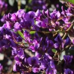 How to grow Hardenbergia in a pot?