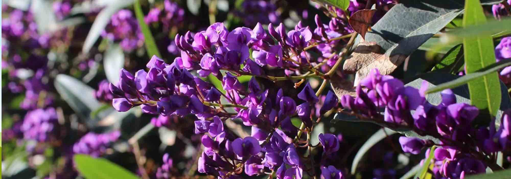 How to grow Hardenbergia in a pot?