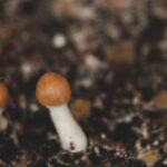 Growing mushrooms: it's possible and easy!
