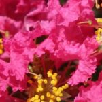 Lagerstroemia, crape myrtle: 7 pink-flowered varieties