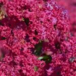 Crape myrtle, Lagerstroemia: 7 hardy varieties for a flowering garden