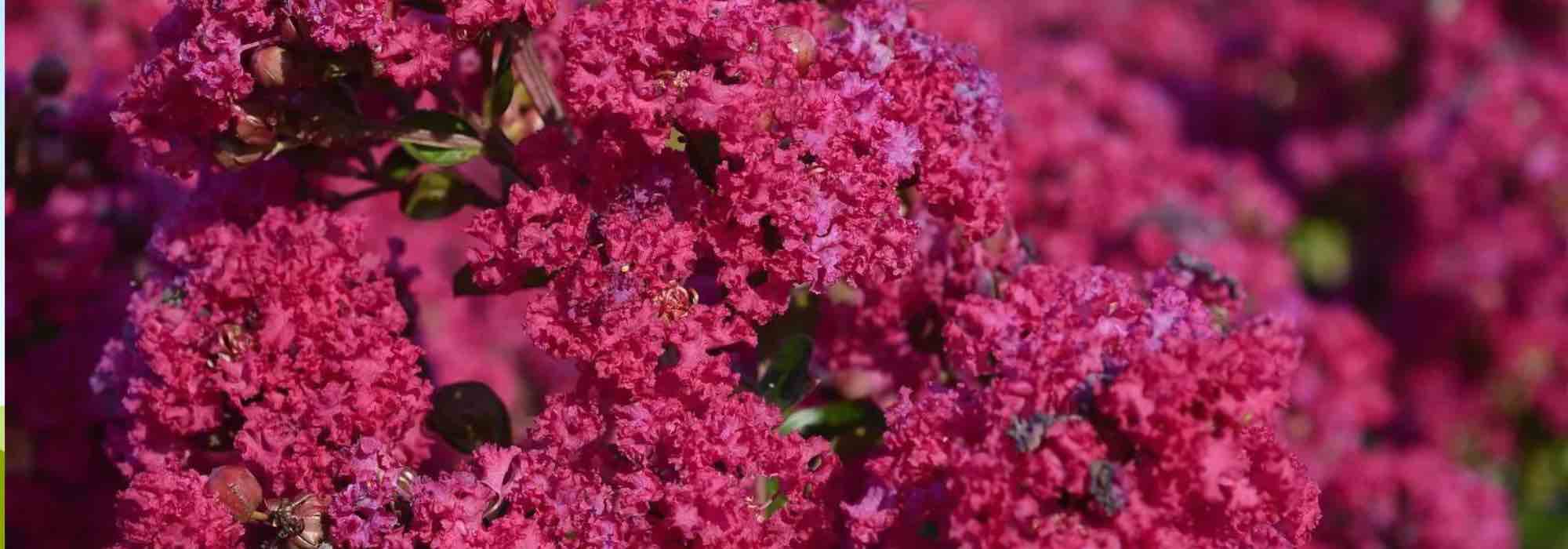 Crape myrtle, Lagerstroemia: 7 hardy varieties for a flowering garden