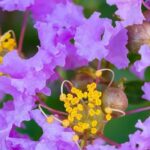 Lagerstroemia, crape myrtle: 7 stunning varieties with mauve and purple flowers.