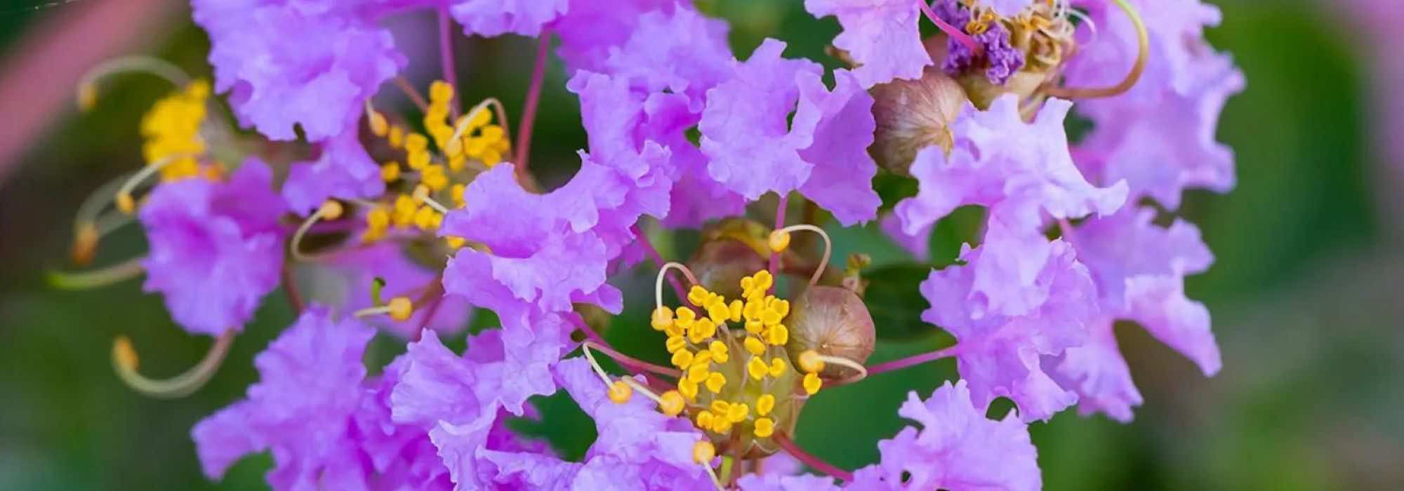Lagerstroemia, crape myrtle: 7 stunning varieties with mauve and purple flowers.