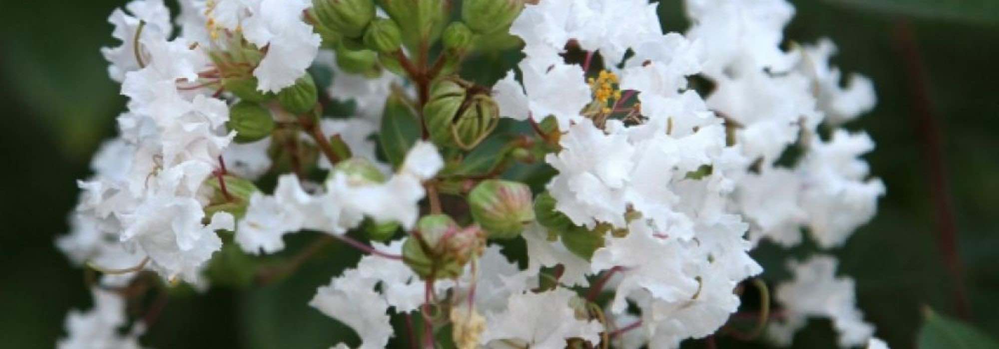 Crape myrtle, Lagerstroemia: 7 varieties with white flowers