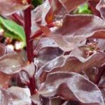 Crape myrtle, Lagerstroemia: 5 varieties with black foliage