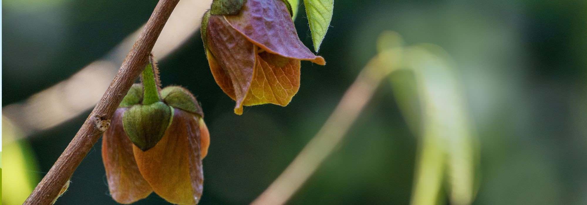 Pawpaw diseases and parasitic pests