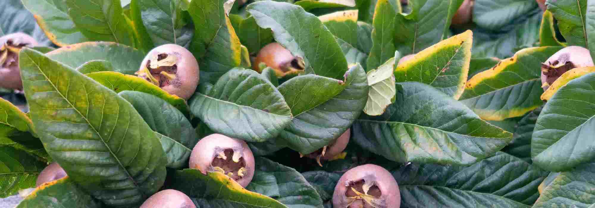 Why isn't my loquat tree bearing fruit?