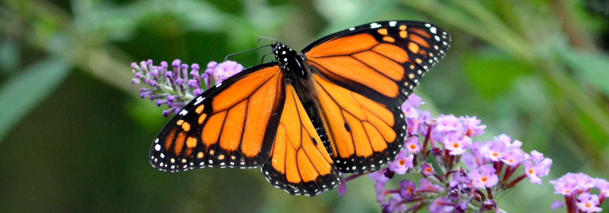 How butterflies boost biodiversity in the garden!