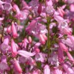 Growing Penstemons in pots