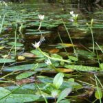Evergreen aquatic plants: they beautify ponds all year-round