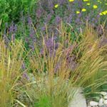 15 pioneer plants for a garden better able to cope with climate fluctuations