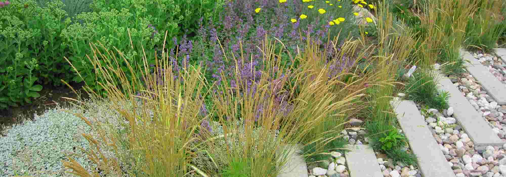 15 pioneer plants for a garden better able to cope with climate fluctuations