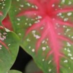 7 plants both quirky and gorgeous