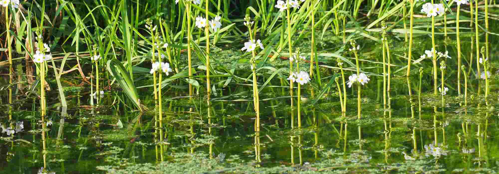 Ponds: discover the secret power of oxygenating plants