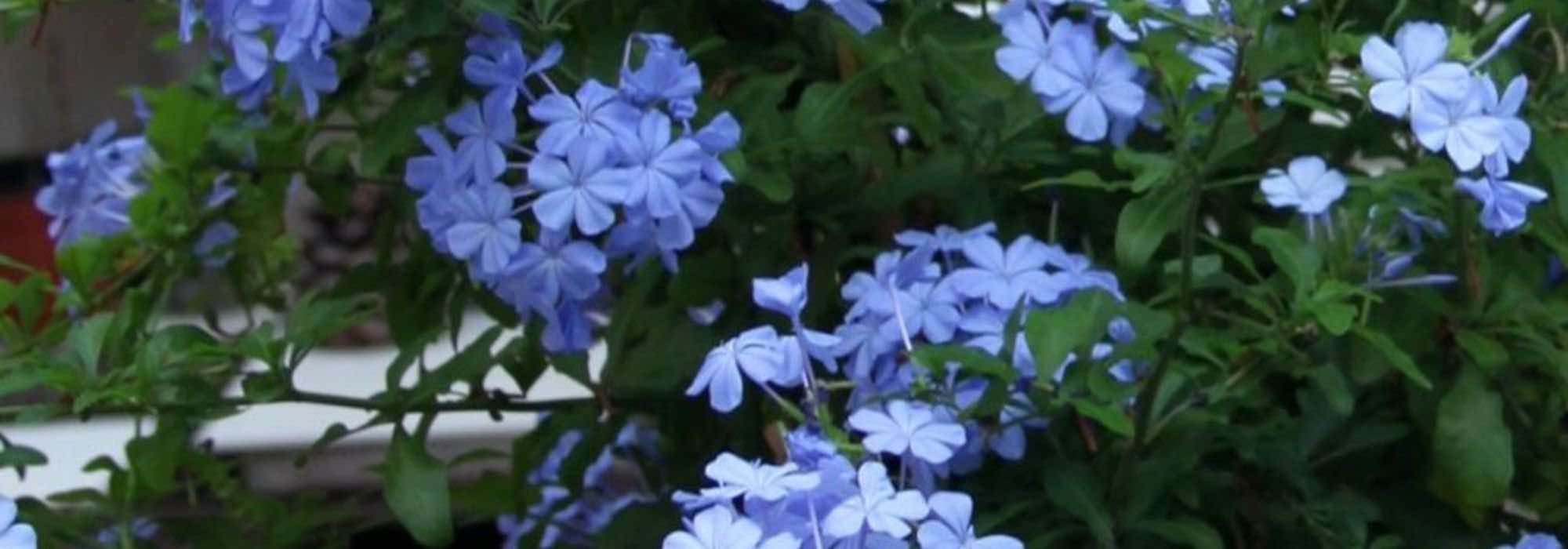 How to grow Cape Plumbago in a pot?