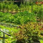 The differences between organic kitchen gardens and permaculture gardens