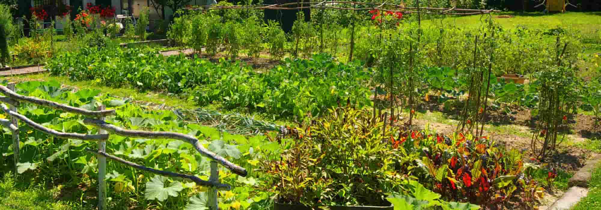 The differences between organic kitchen gardens and permaculture gardens